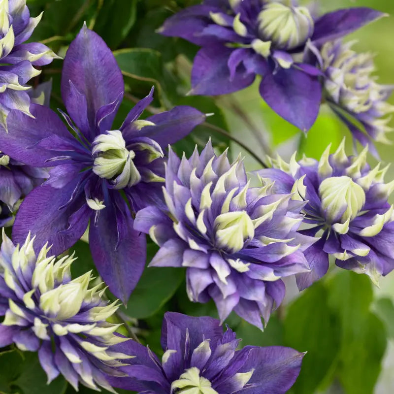 Taiga Clematis Vine, Bare Root Starter Perennial Plant (1-Pack)