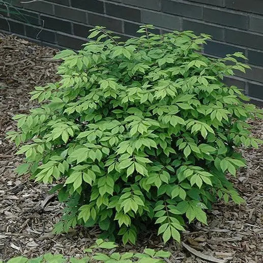 Dwarf Burning Bush