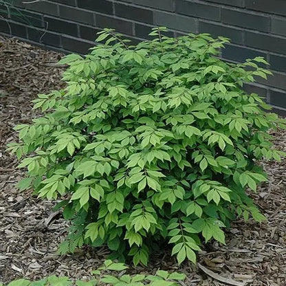 Dwarf Burning Bush