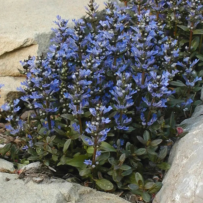 Chocolate Chip Ajuga Creeping Groundcover