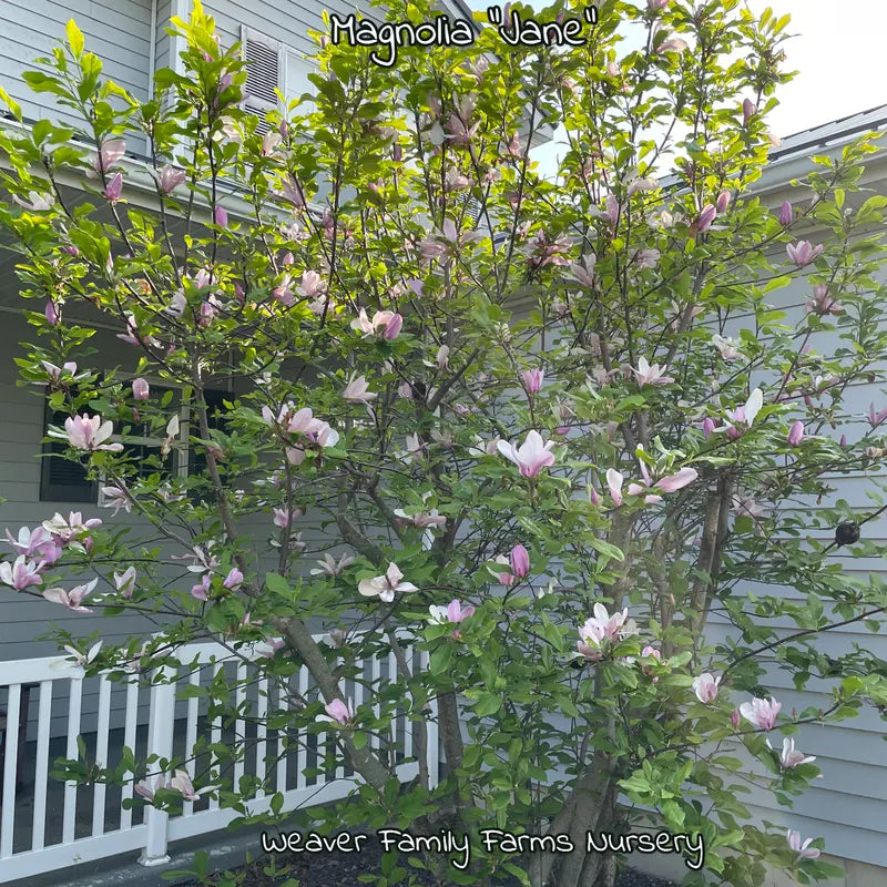 Magnolia ‘Jane’ Deciduous Shrub  Fragrant Late-Spring Blooms, Compact Growth Habit