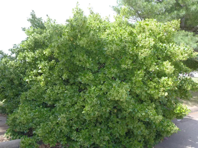 Manhattan Euonymus Compact Shrub