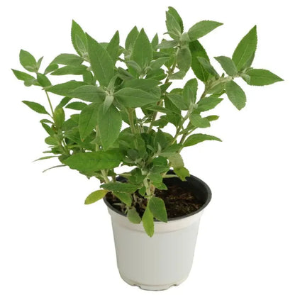 Set of 2 Buddleia