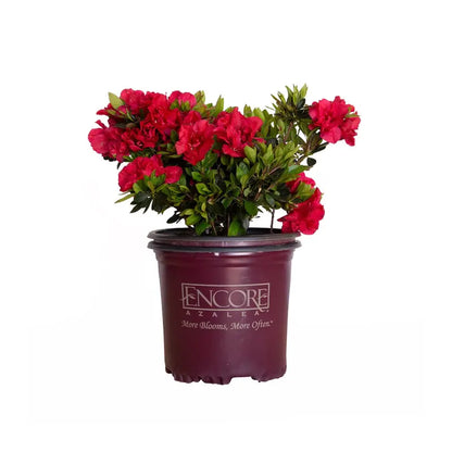 Encore Azalea Autumn Fire (1 Gallon) Red Flowering Shrub  Full Sun Live Outdoor Plant