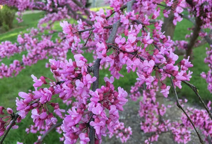 Eastern Redbud Ornamental Tree