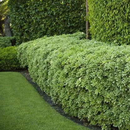 Manhattan Euonymus Compact Shrub
