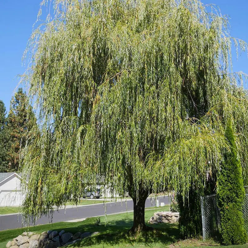 Weeping Willow Tree  Graceful, Fast-Growing Shade Tree for Wet Sites