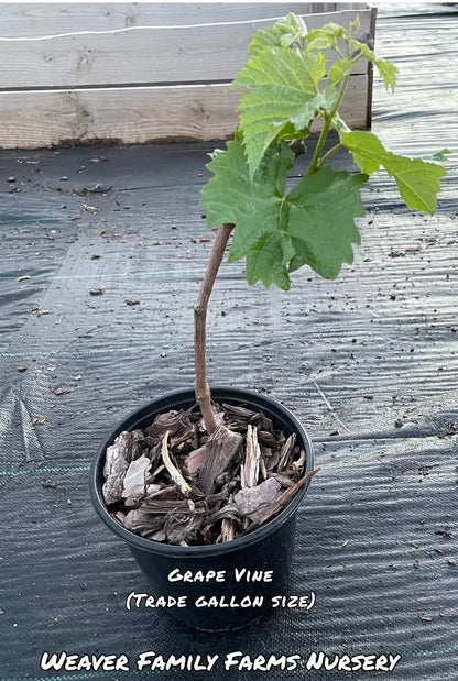 Jupiter Grape Vine  Hardy, Seedless, Blue Table Grape Variety