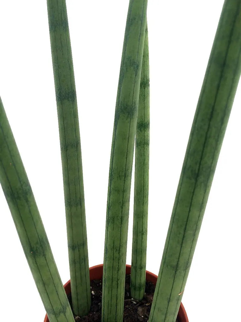 Bamboo Shoots Snake Plant  Sanseveria cylindrica  Impossible to kill!  2