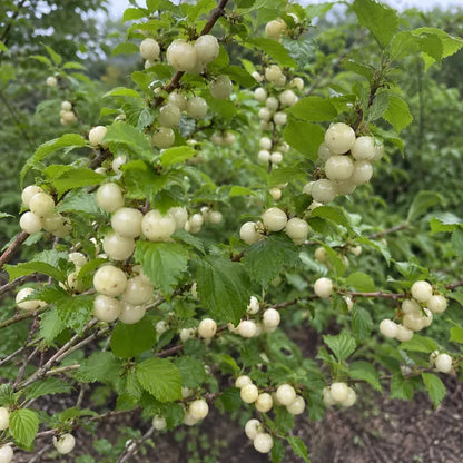Jules Nanking Cherry  Prolific, Tart-Sweet Wild Cherry Shrub