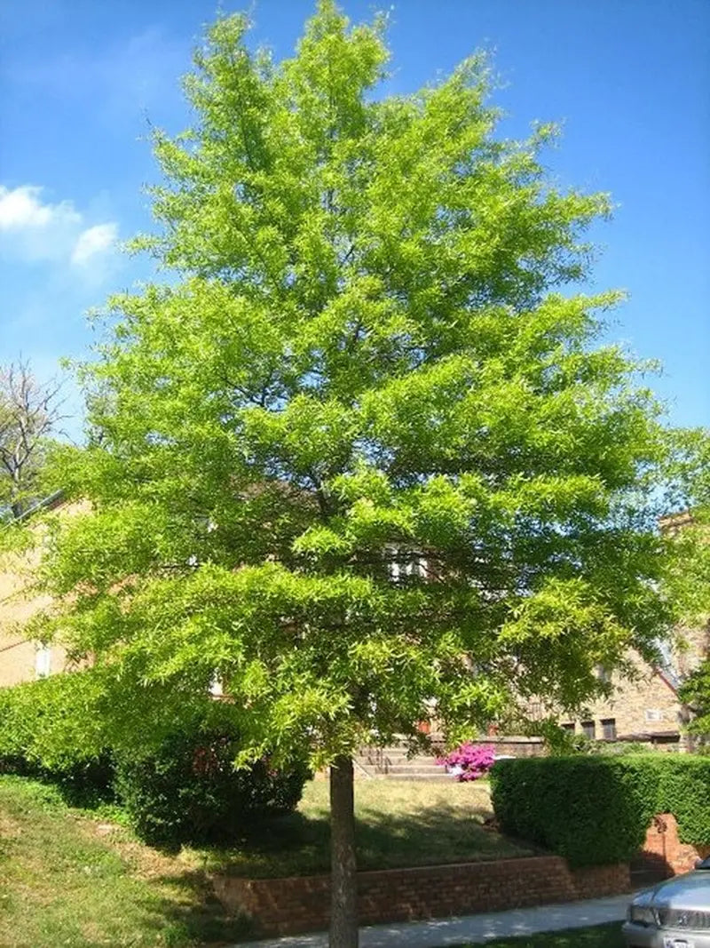 Willow Oak Tree  Slender-Leaved Oak Ideal for Urban Landscapes and Coastal Areas