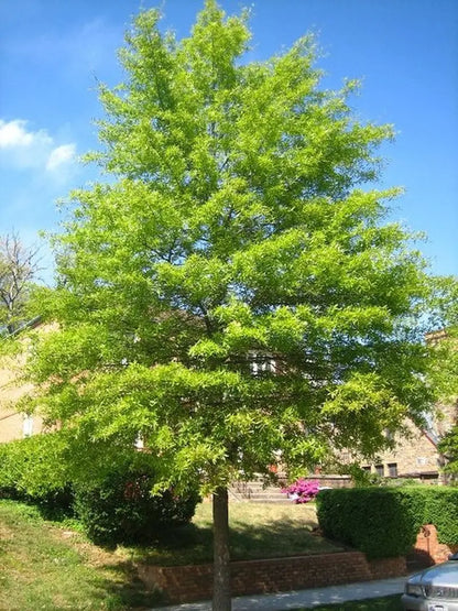 Willow Oak Tree  Slender-Leaved Oak Ideal for Urban Landscapes and Coastal Areas