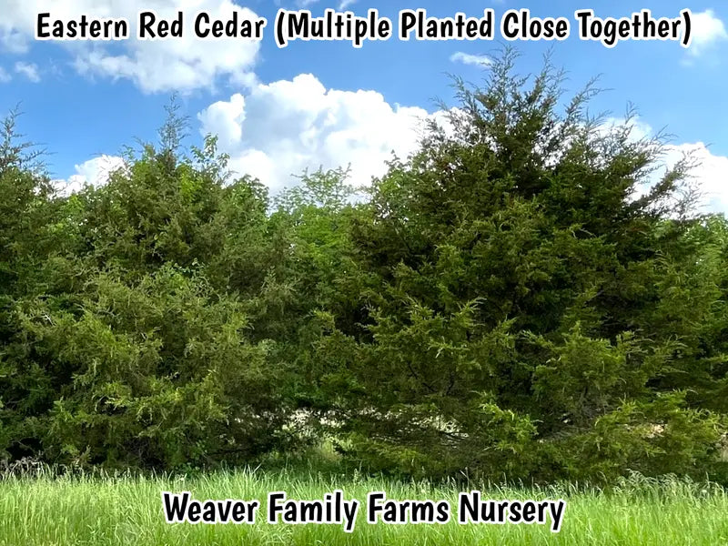 Eastern Red Cedar Tree  Evergreen, Drought-Tolerant Native Conifer & Wildlife Habitat