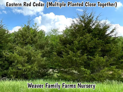 Eastern Red Cedar Tree  Evergreen, Drought-Tolerant Native Conifer & Wildlife Habitat