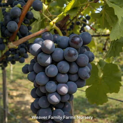 Jupiter Grape Vine  Hardy, Seedless, Blue Table Grape Variety