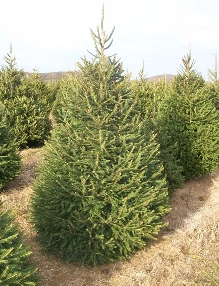 Norway Spruce Tree  Dense Evergreen Conifer with Drooping Branches and Year-Round Privacy