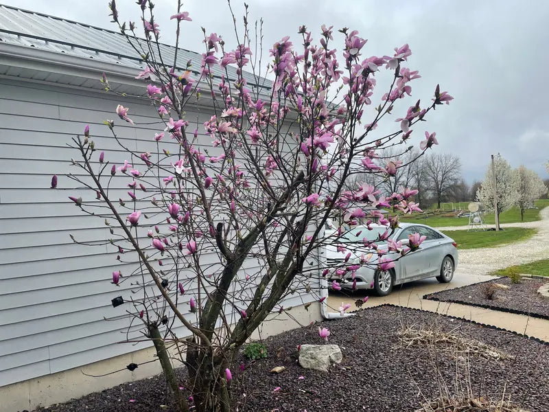 Magnolia ‘Jane’ Deciduous Shrub  Fragrant Late-Spring Blooms, Compact Growth Habit