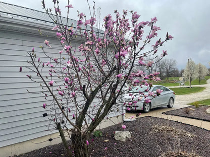 Magnolia ‘Jane’ Deciduous Shrub  Fragrant Late-Spring Blooms, Compact Growth Habit