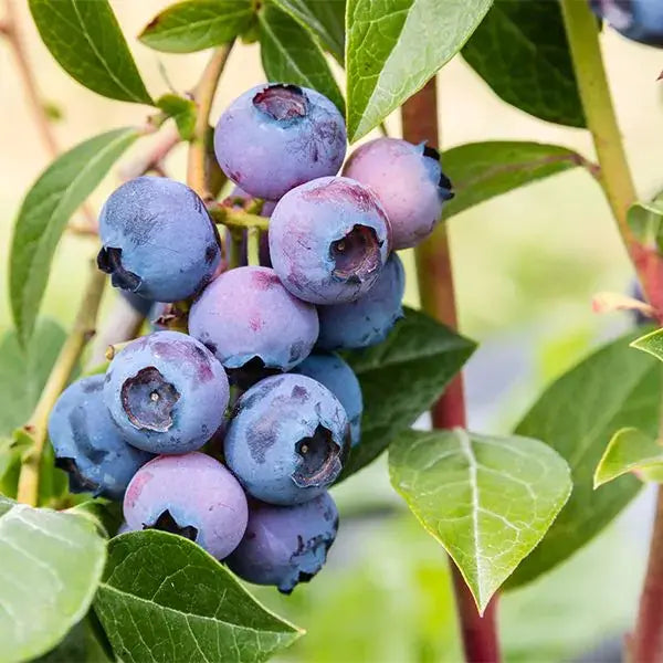 Duke Blueberry Bush  Early-Harvest, High-Yield Northern Highbush Variety