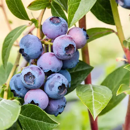 Duke Blueberry Bush  Early-Harvest, High-Yield Northern Highbush Variety