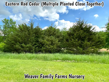 Eastern Red Cedar Tree  Evergreen, Drought-Tolerant Native Conifer & Wildlife Habitat