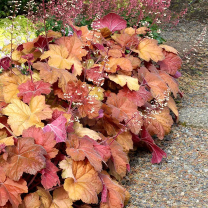 Coral Bells ‘Southern Comfort’  Heat-Tolerant Heuchera Cultivar with Ruffled Bronze-Purple Foliage