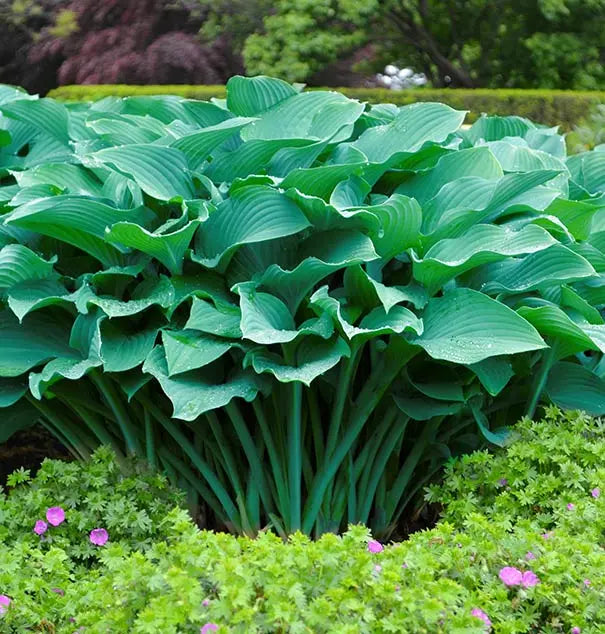 Krossa Regal Upright Hosta Shrub