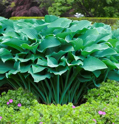 Krossa Regal Upright Hosta Shrub
