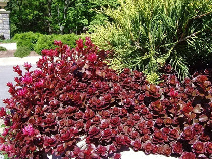 Dragon’s Blood Sedum Stonecrop Succulent