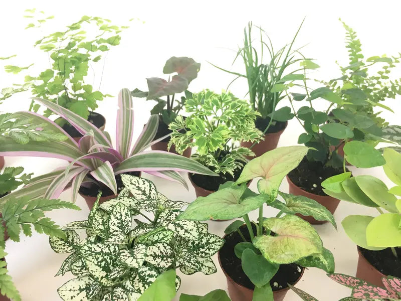 Mini Terrarium Plants (2 Plants) Fairy Garden Plants (Assorted Varieties) (2″ Pots)