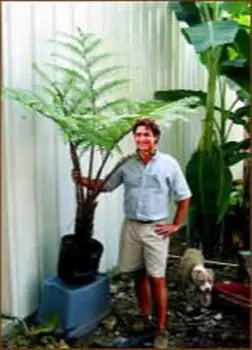 Australian Tree Fern  Cyathea cooperi  Exotic  6