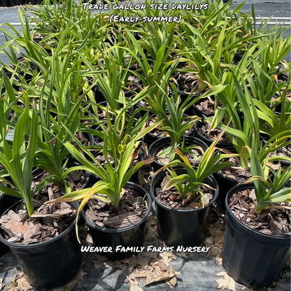 Chicago Gold Daylily Perennial Plant