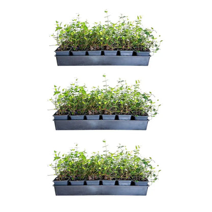Asiatic Jasmine Evergreen Groundcover Vine, 54-Pack, 3.25-Inch Pots, Full Sun Plant
