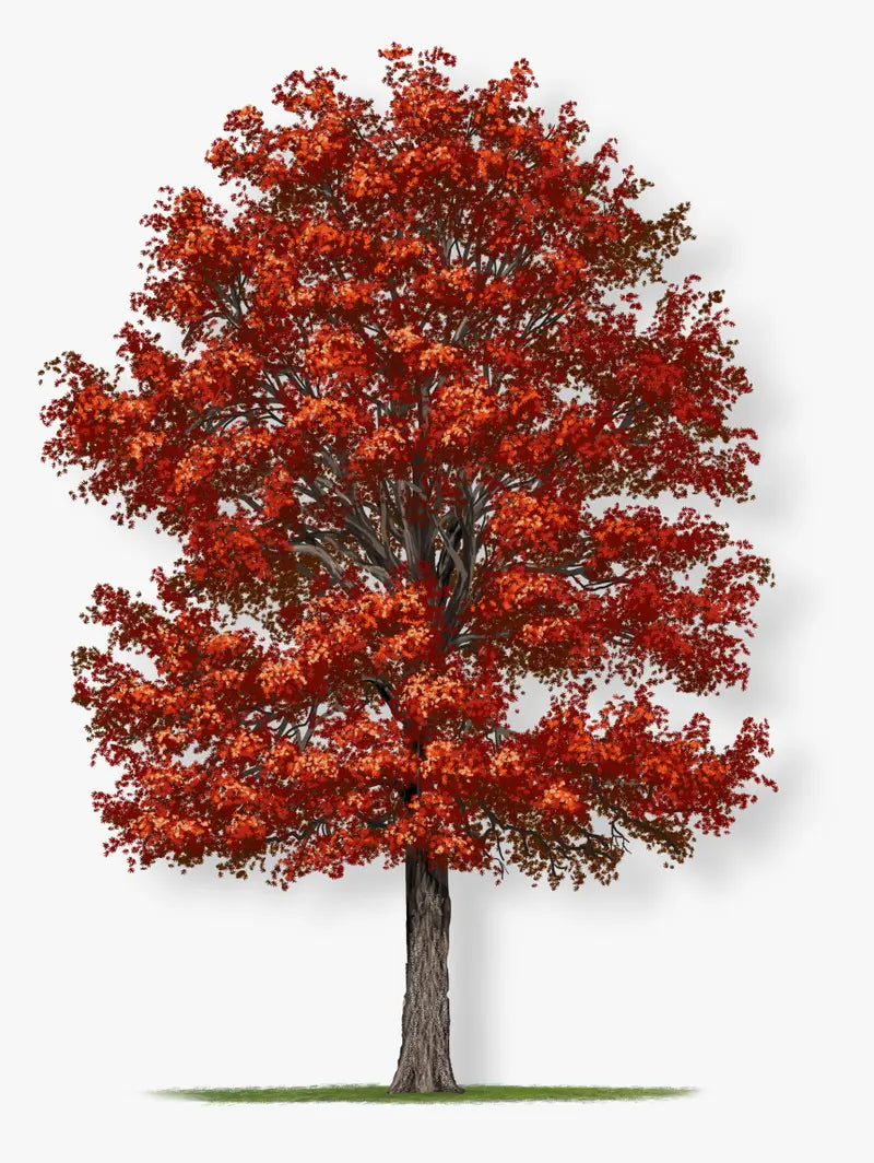 Northern Red Oak Tree  Majestic Shade Tree with Strong Wood, Reddish Fall Foliage, and Acorns