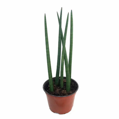 Bamboo Shoots Snake Plant  Sanseveria cylindrica  Impossible to kill!  2