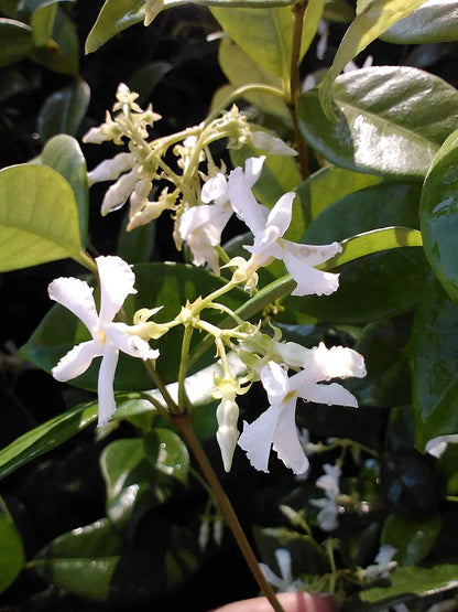 Jasmine Confederate, White Flower Shrub, Starter Plant, Gallon Pot