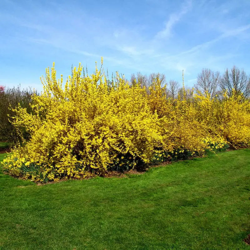 Lynwood Gold Forsythia Shrub  Full to Partial Sunlight