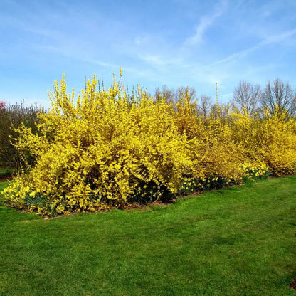 Lynwood Gold Forsythia Shrub  Full to Partial Sunlight