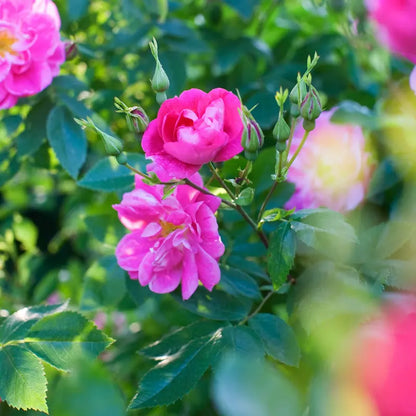William Baffin Dormant Bare Root Climbing Rose, Includes one dormant plant per order