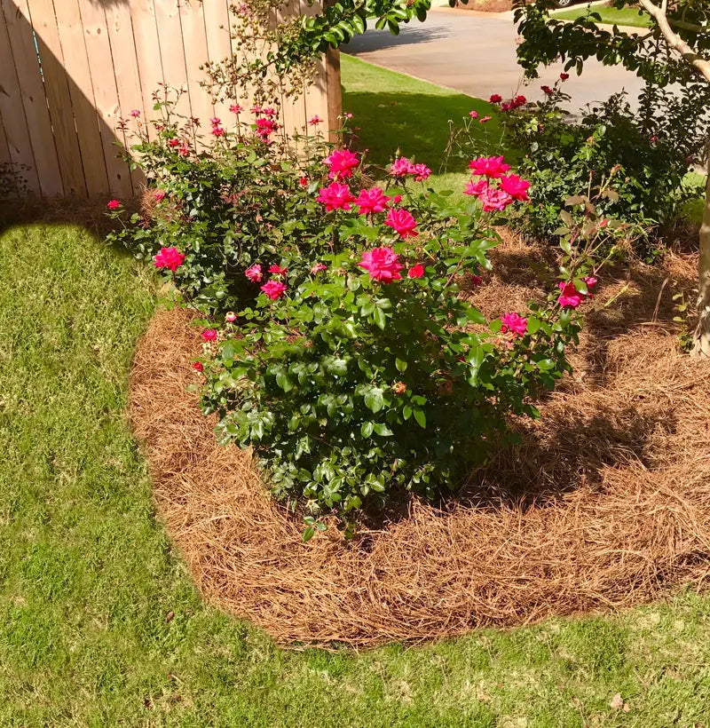 Premium Long-Needle Pine Straw Mulch  Covers Up to 300 Sq. Ft.