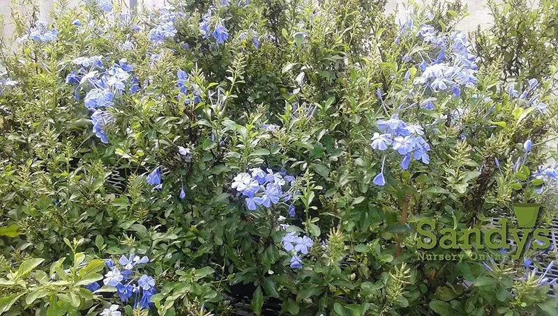 Plumbago Auriculata Perennial Shrub, Imperial Blue Flower, Gallon Pot
