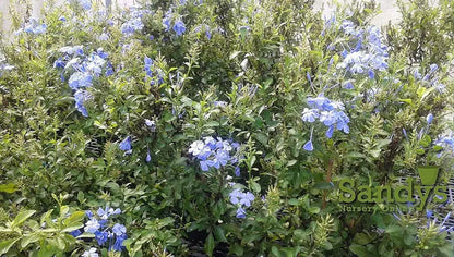 Plumbago Auriculata Perennial Shrub, Imperial Blue Flower, Gallon Pot