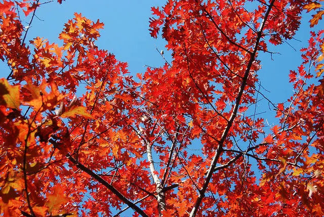 Northern Red Oak Tree  Majestic Shade Tree with Strong Wood, Reddish Fall Foliage, and Acorns