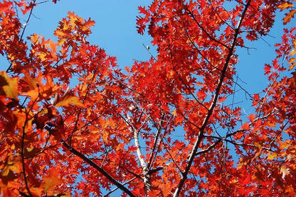 Northern Red Oak Tree  Majestic Shade Tree with Strong Wood, Reddish Fall Foliage, and Acorns