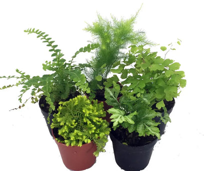 Mini Ferns for Terrariums/Fairy Garden  5 Different Plants-2″ Pots
