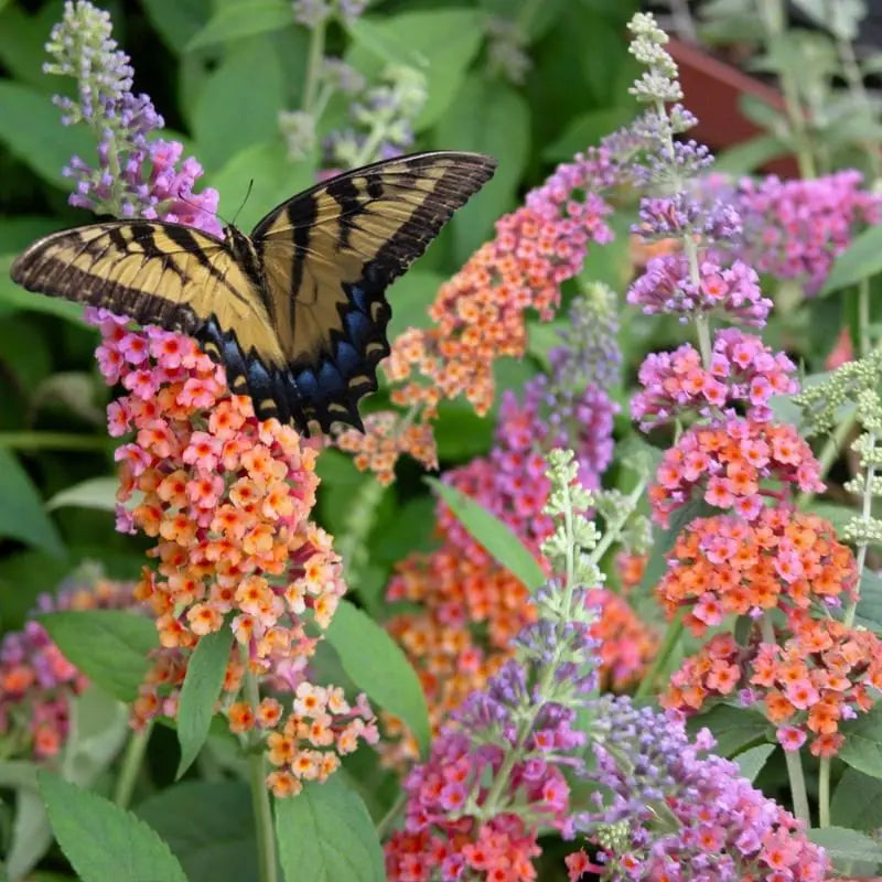 Set of 2 Buddleia