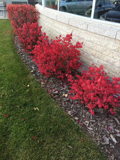 Dwarf Burning Bush