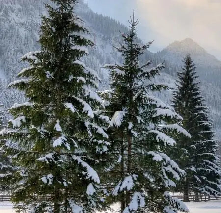 Norway Spruce Tree  Dense Evergreen Conifer with Drooping Branches and Year-Round Privacy