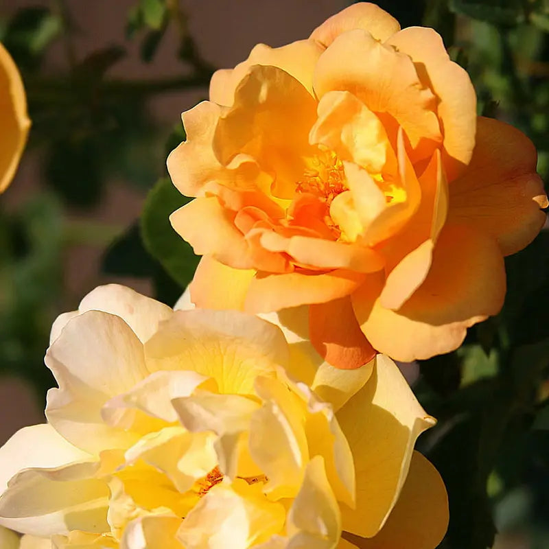 Saffron Summer Shrub Rose by Heirloom Roses  Yellow Roses Live Plant