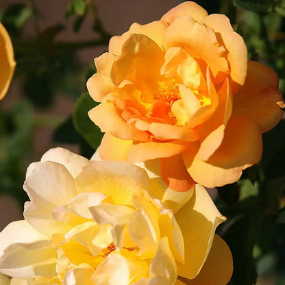 Saffron Summer Shrub Rose by Heirloom Roses  Yellow Roses Live Plant